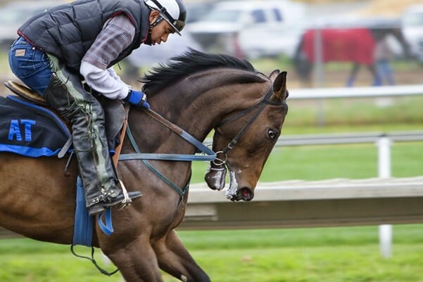 Image Of Horse Close Up Mid-Race
